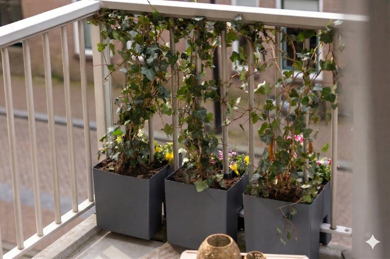 Klimop op het balkon