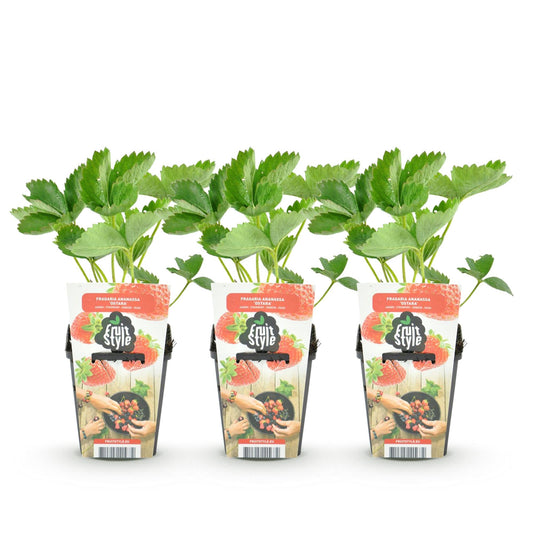 Aardbeiplant voor balkon – Zoete oogst, winterhard (3 planten) - jardinera para un balcón verde Vercony