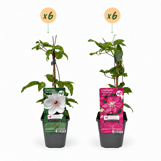 Bosrank voor balkon – Duo roze & wit, grootbloemige klimplant (12 stuks) - jardinera para un balcón verde Vercony