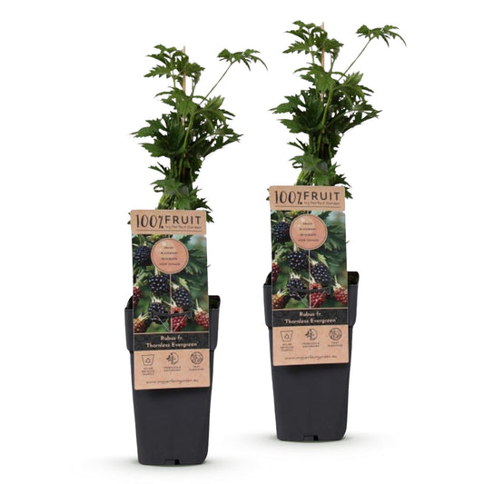 Bramenplant voor balkon – Doornloos & groenblijvend (2 planten) - jardinera para un balcón verde Vercony