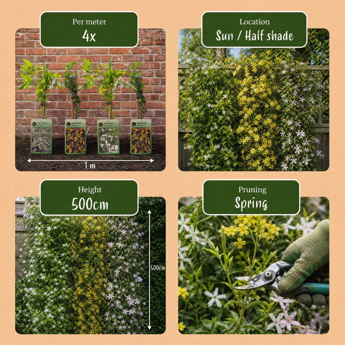 Driekleurige jasmijn voor balkon – Geurend & kleurrijk, klimplant (9 stuks) - plantenbak voor een groen balkon Vercony