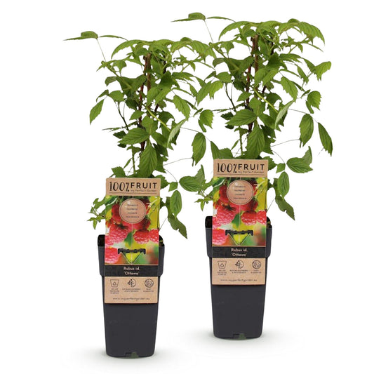 Frambozenplant voor balkon – Zoete rode framboos, winterhard (2 planten) - jardinera para un balcón verde Vercony