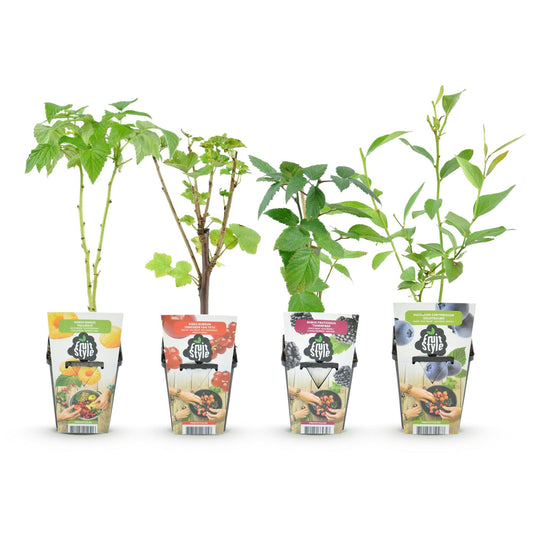 Fruitplanten mix voor balkon – Winterhard & eetbaar, 4 soorten (4 planten) - jardinera para un balcón verde Vercony