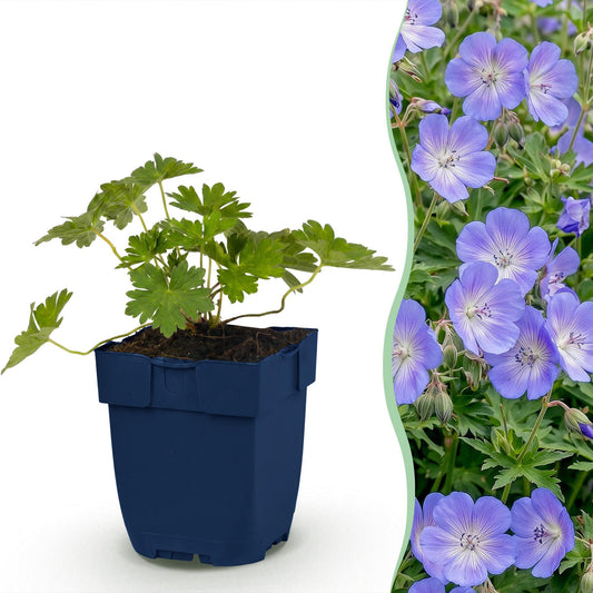 Geranium voor balkon – Langbloeiend & bijvriendelijk (1 plant) - jardinera para un balcón verde Vercony