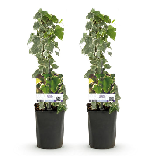 Klimop voor balkon – Groenblijvend & snelgroeiend (2 stuks) - Jardinière pour un balcon vert Vercony