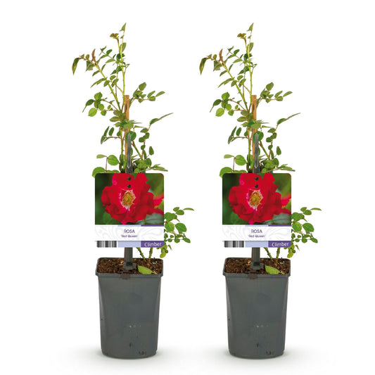 Klimroos voor balkon – Dieprood & langbloeiend (2 stuks) - jardinera para un balcón verde Vercony
