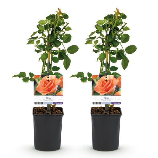 Klimroos voor balkon – Levendig oranje & langbloeiend (2 stuks) - jardinera para un balcón verde Vercony