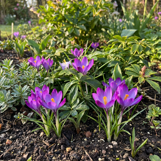 Krokus bloembollen voor balkon (50 stuks) - Paars, verwildert, voorjaarsbloeier - jardinera para un balcón verde Vercony