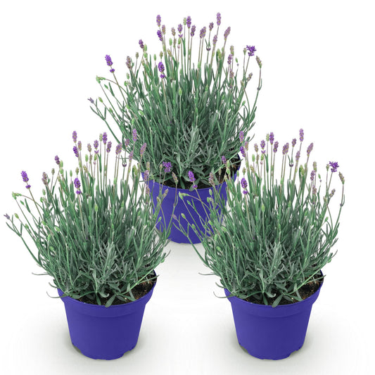 Lavendel voor balkon – Winterhard & geurend (3 planten) - Jardinière pour un balcon vert Vercony