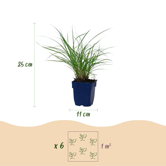 Siergras voor balkon – Met sierpluim, winterhard (1 plant) - jardinera para un balcón verde Vercony