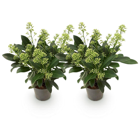 Skimmia voor balkon – Groenblijvend met witte bloemen (2 stuks) - jardinera para un balcón verde Vercony