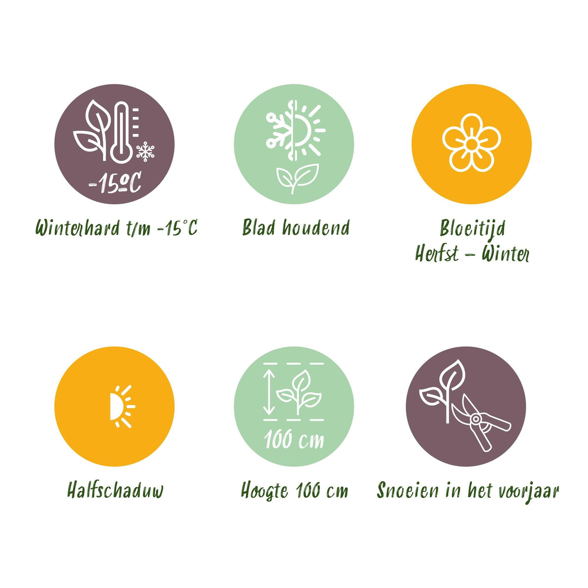 Skimmia voor balkon – Groenblijvend met witte bloemen, extra groot (2 stuks) - jardinera para un balcón verde Vercony