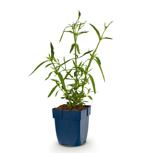 Verbena voor balkon – Langbloeiend & vlindervriendelijk (1 plant) - jardinera para un balcón verde Vercony