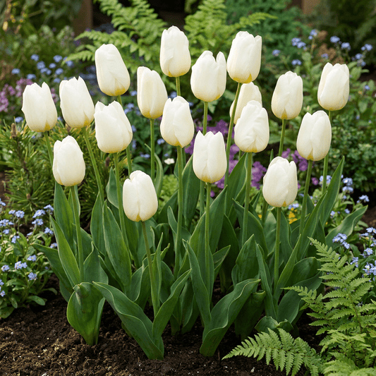 Witte tulpen bloembollen voor balkon (60 stuks) - Triomftulp, voorjaarsbloeier - jardinera para un balcón verde Vercony
