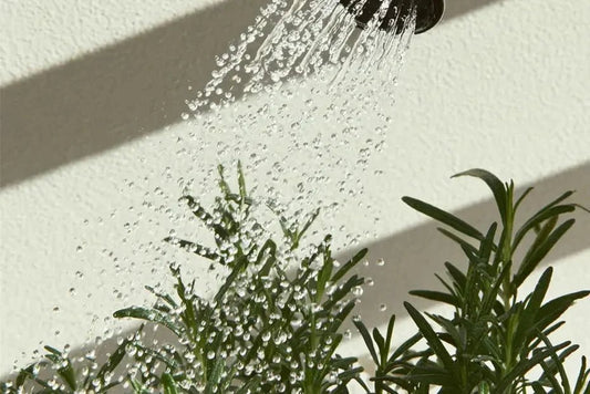 Balkonplanten water geven tijdens vakantie en hitte - Vercony