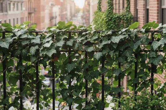Klimop op je balkon: Creëer een groene oase met deze 10 klimplanten