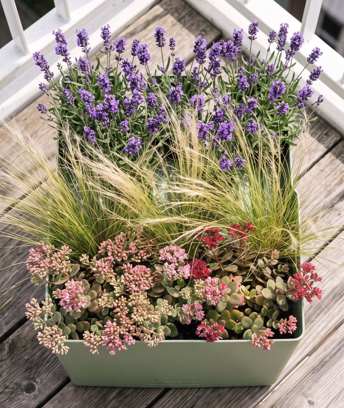 Welke balkonplanten kunnen tegen de volle zon? - Vercony