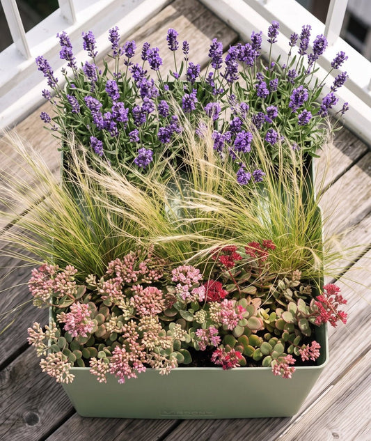 Welke balkonplanten kunnen tegen de volle zon? - Vercony