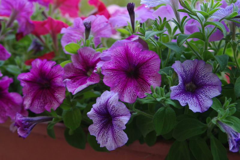 Petunia op het balkon