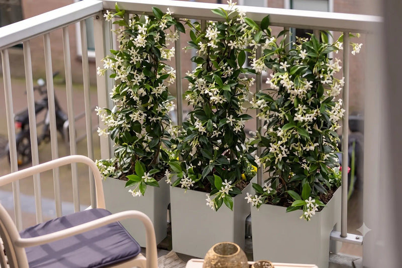 Toscaanse jasmijn op balkon in plantenbakken van Vercony
