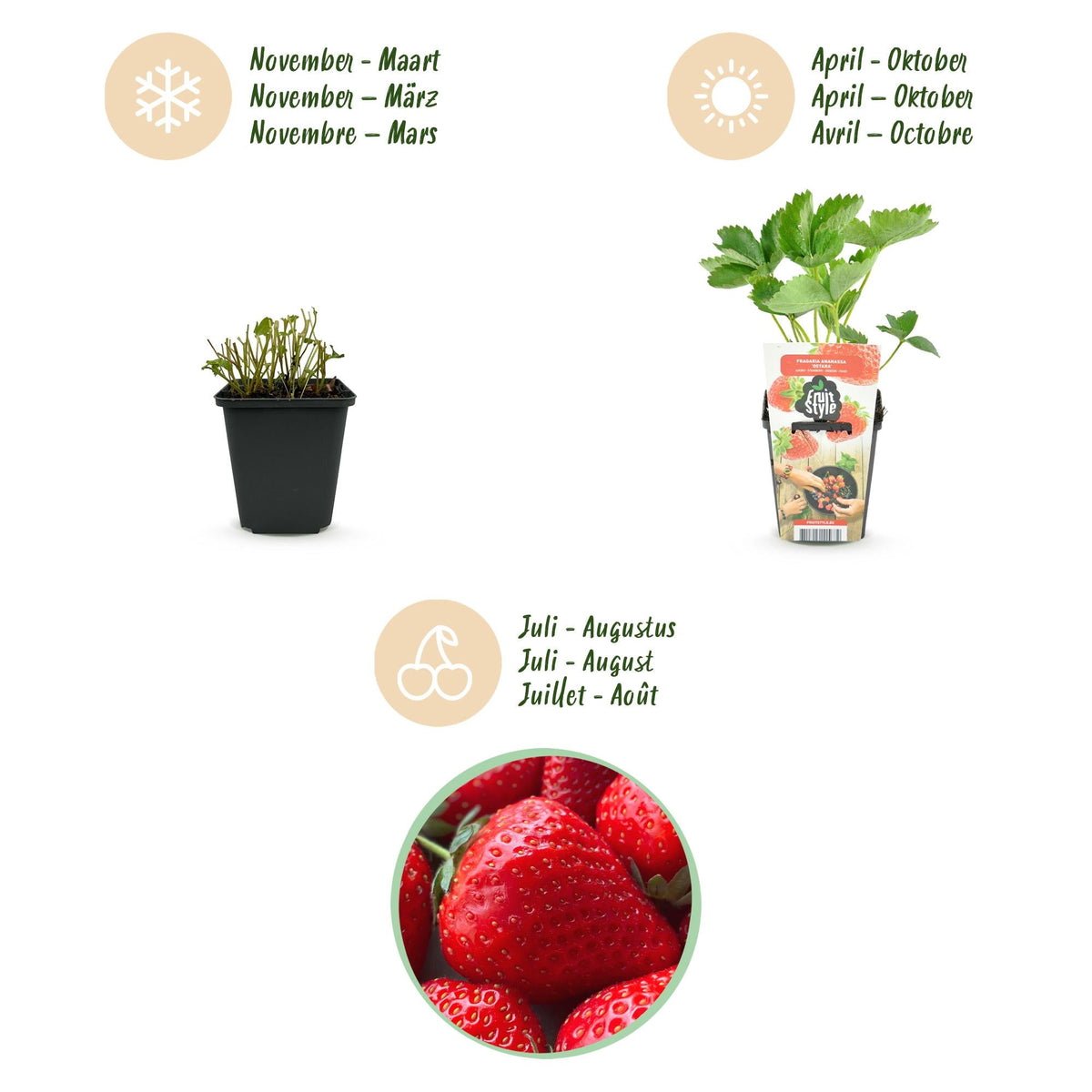Aardbeiplant voor balkon – Zoete oogst, winterhard (3 planten) - Jardinière pour un balcon vert Vercony