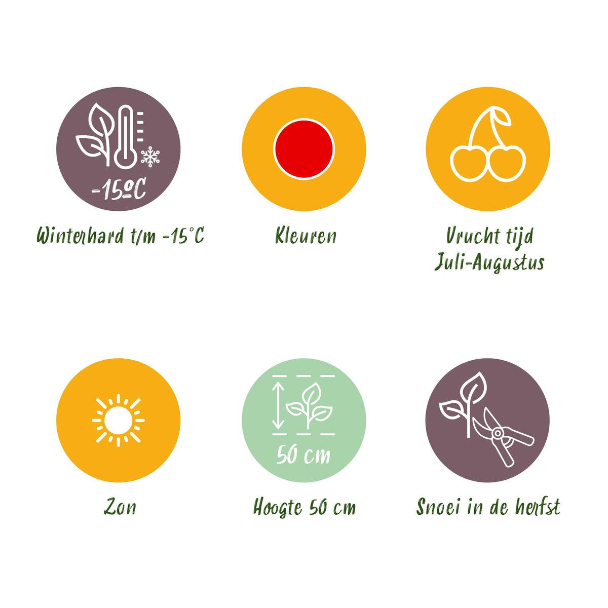 Aardbeiplant voor balkon – Zoete oogst, winterhard (3 planten) - Jardinière pour un balcon vert Vercony