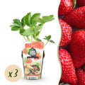 Fraisier pour balcon – Récolte sucrée, rustique (3 plants)