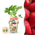 Aardbeiplant voor balkon – Zoete oogst, winterhard (6 planten)