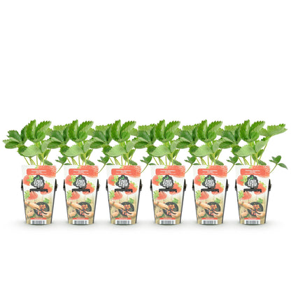 Aardbeiplant voor balkon – Zoete oogst, winterhard (6 planten) - plantenbak voor een groen balkon Vercony