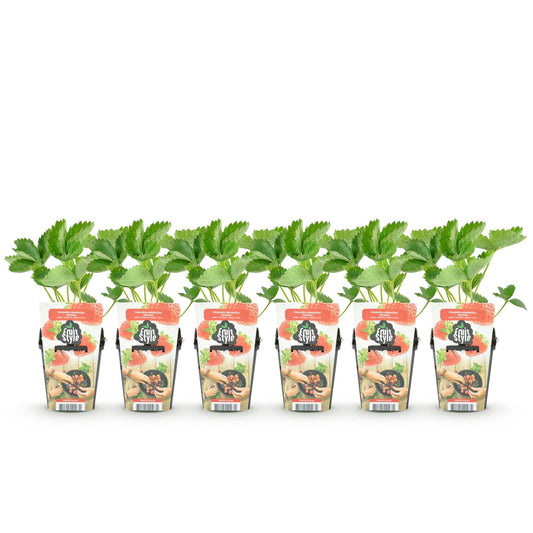 Aardbeiplant voor balkon – Zoete oogst, winterhard (6 planten) - Jardinière pour un balcon vert Vercony