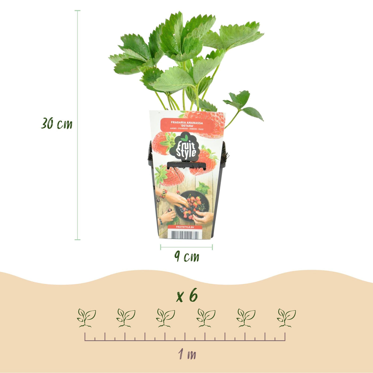 Aardbeiplant voor balkon – Zoete oogst, winterhard (6 planten) - plantenbak voor een groen balkon Vercony