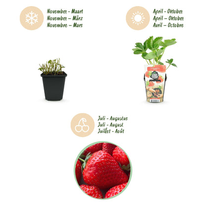 Aardbeiplant voor balkon – Zoete oogst, winterhard (6 planten) - plantenbak voor een groen balkon Vercony