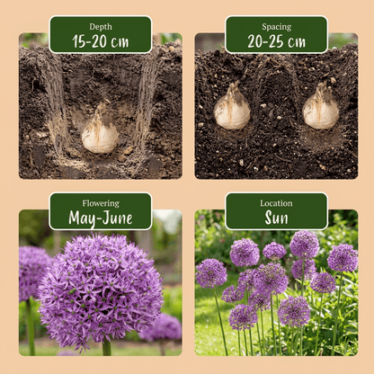 Allium bloembollen voor balkon (5 stuks) - Imposant &amp; bijvriendelijk - planter for a green balcony Vercony