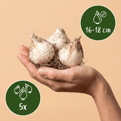 Allium bloembollen voor balkon (5 stuks) - Imposant &amp; bijvriendelijk - planter for a green balcony Vercony