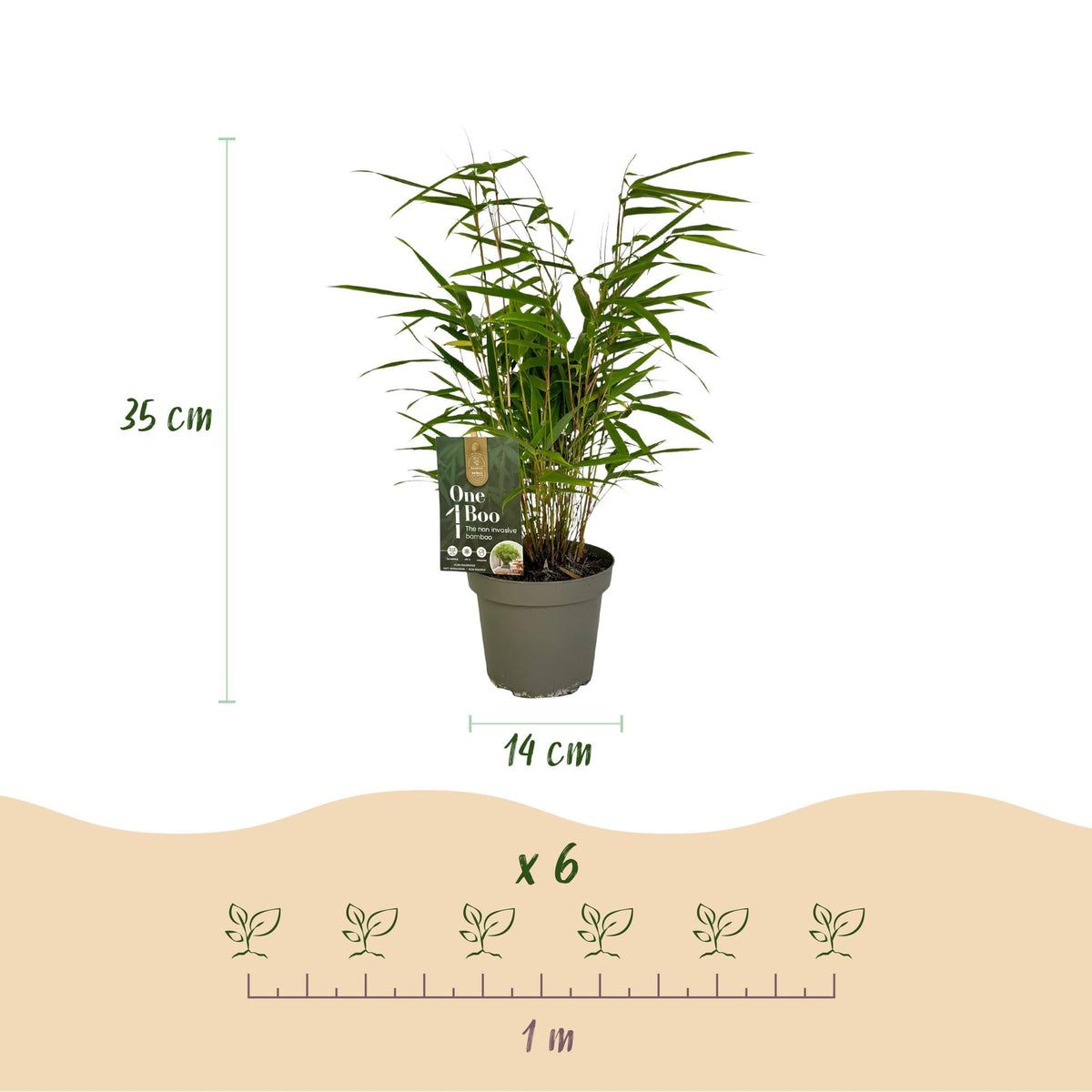 Bamboe voor balkon – Groenblijvend &amp; niet-woekerend (2 stuks) - planter for a green balcony Vercony