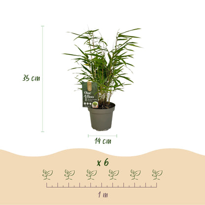Bamboe voor balkon – Groenblijvend &amp; niet-woekerend (2 stuks) - planter for a green balcony Vercony