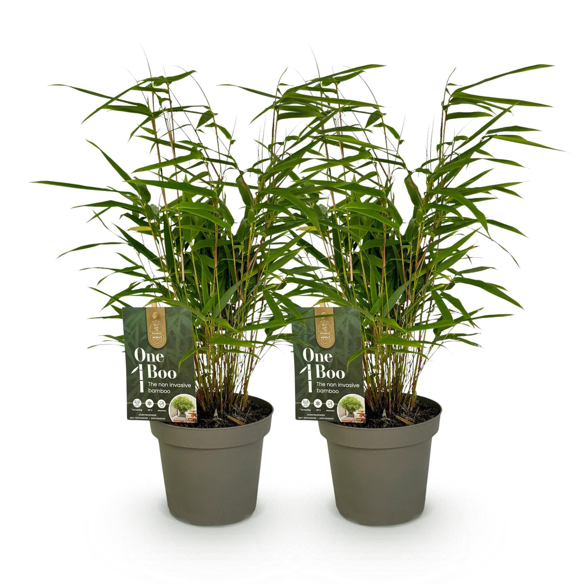 Bamboe voor balkon – Groenblijvend & niet-woekerend (2 stuks) - planter for a green balcony Vercony