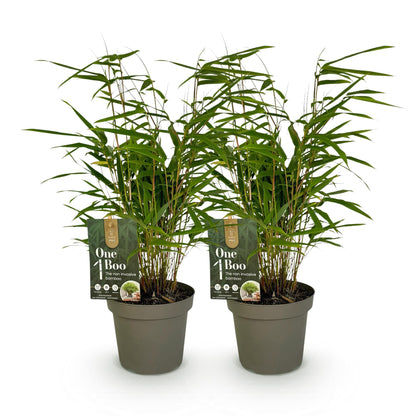 Bamboe voor balkon – Groenblijvend &amp; niet-woekerend (2 stuks) - planter for a green balcony Vercony