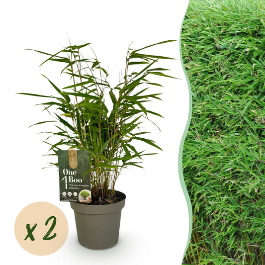 Bamboe voor balkon – Groenblijvend & niet-woekerend (2 stuks) - jardinera para un balcón verde Vercony
