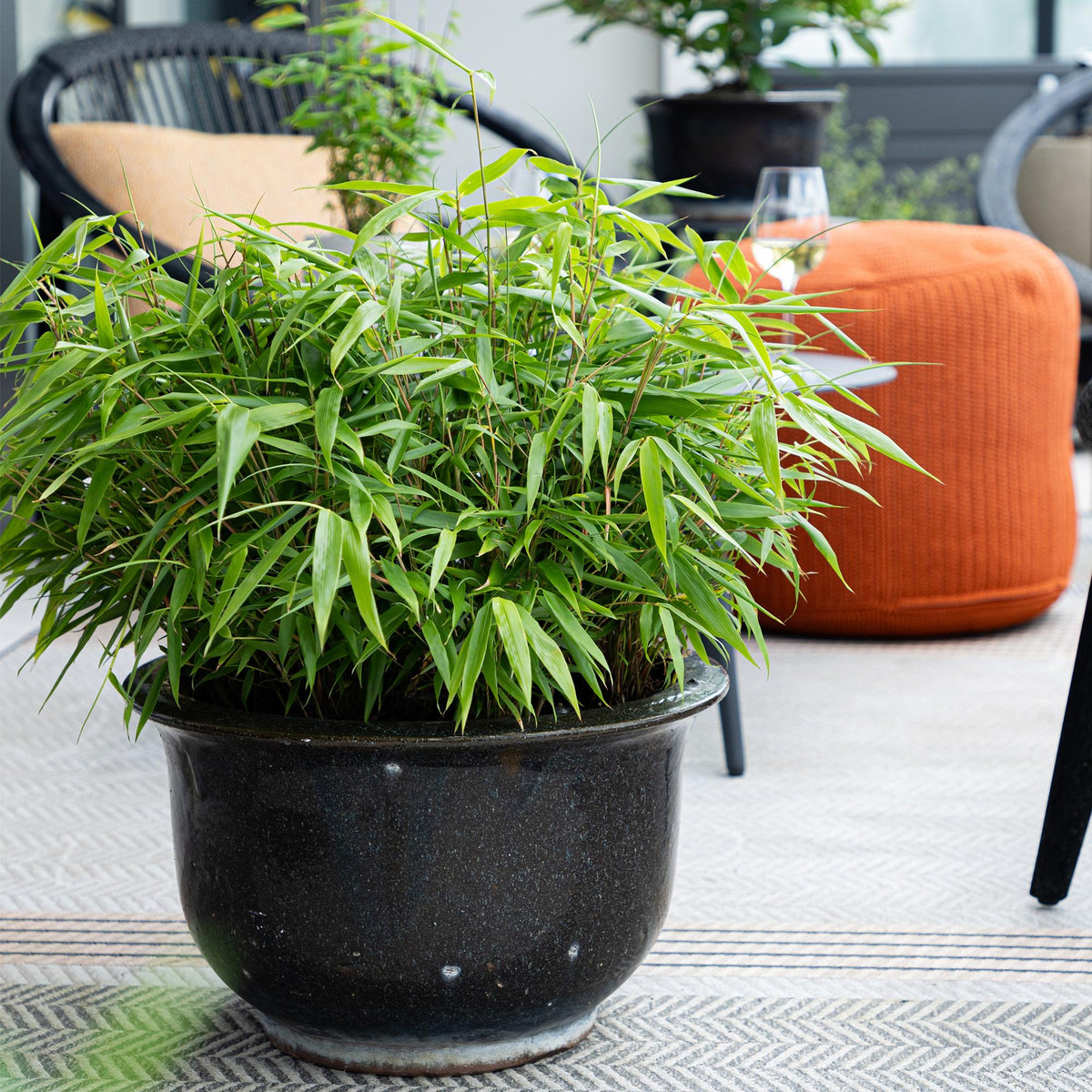 Bamboe voor balkon – Groenblijvend &amp; niet-woekerend (2 stuks) - planter for a green balcony Vercony