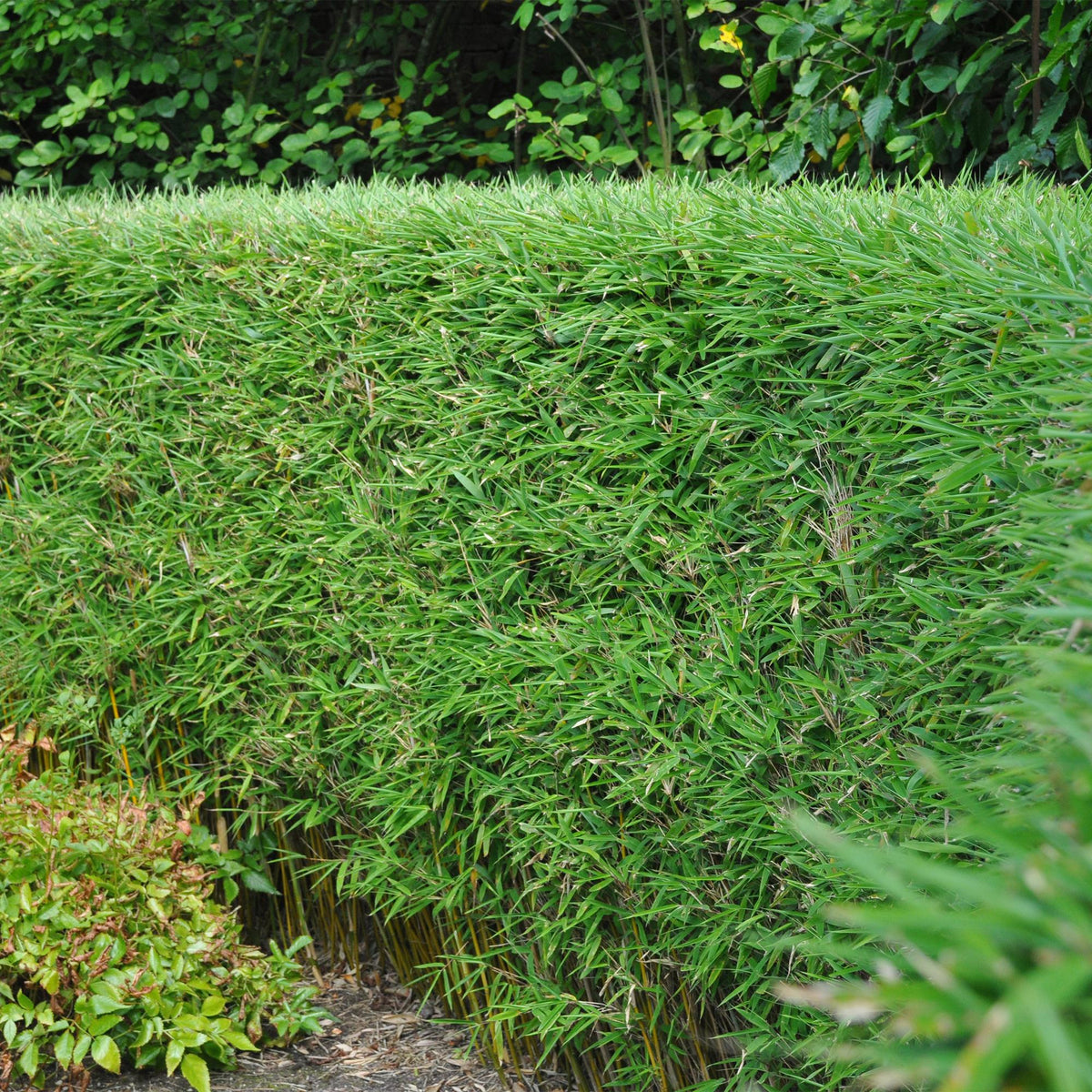 Bamboe voor balkon – Groenblijvend & niet-woekerend (2 stuks) - planter for a green balcony Vercony
