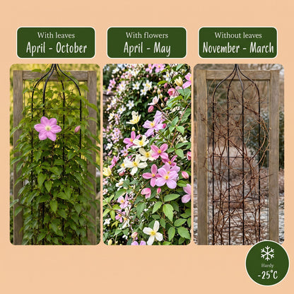 Bergclematis voor balkon – Zeer winterhard &amp; bloemrijk, klimplant (9 stuks) - planter for a green balcony Vercony