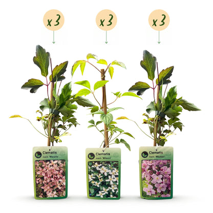 Bergclematis voor balkon – Zeer winterhard &amp; bloemrijk, klimplant (9 stuks) - planter for a green balcony Vercony