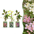 Bergclematis voor balkon – Zeer winterhard & bloemrijk, klimplant (9 stuks)