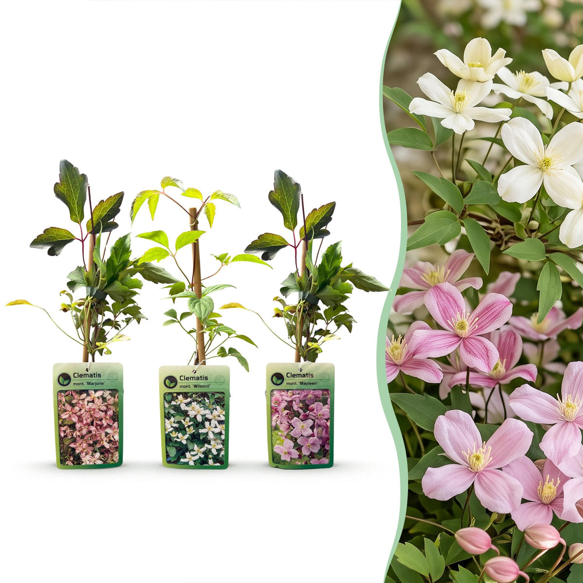 Bergclematis voor balkon – Zeer winterhard &amp; bloemrijk, klimplant (9 stuks) - planter for a green balcony Vercony