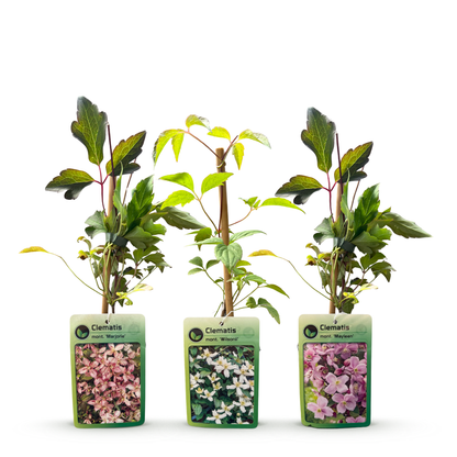 Bergclematis voor balkon – Zeer winterhard &amp; bloemrijk, klimplant (9 stuks) - planter for a green balcony Vercony