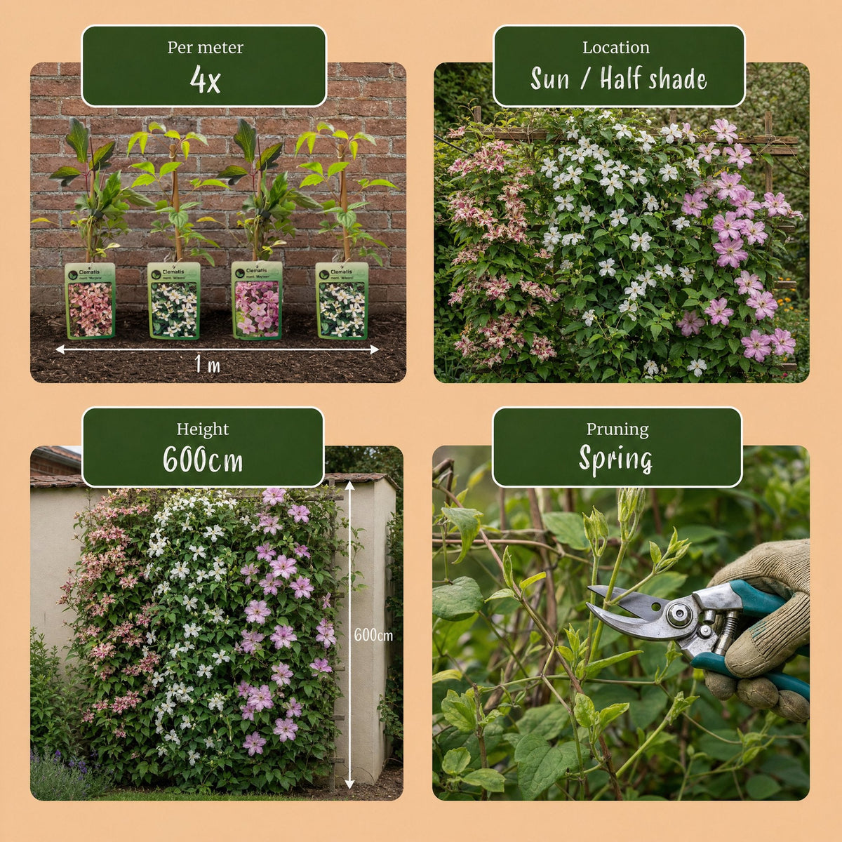 Bergclematis voor balkon – Zeer winterhard & bloemrijk, klimplant (9 stuks) - planter for a green balcony Vercony