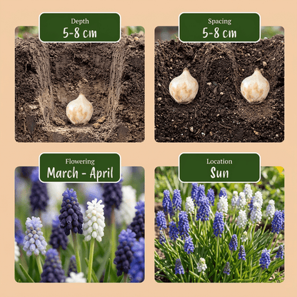 Blauwe druifjes bloembollen voor balkon (50 stuks) - Blauwe mix, verwildert - planter for a green balcony Vercony
