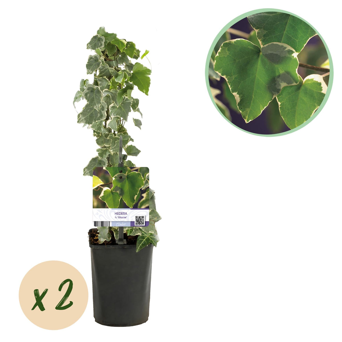 Bonte klimop voor balkon – Groen-wit blad, groenblijvend (2 stuks) - plantenbak voor een groen balkon Vercony