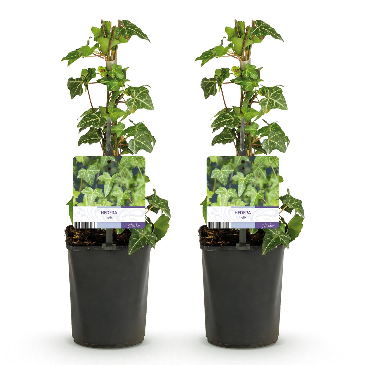 Bonte klimop voor balkon – Groen-wit blad, groenblijvend (2 stuks) - plantenbak voor een groen balkon Vercony